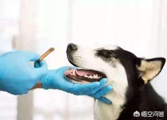 犬虫一扫光片怎么服用:drontal狗狗驱虫药是化成水吃还是怎么吃？