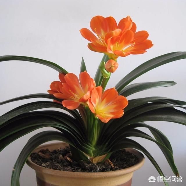 阳光简短的微信名字:盆栽君子兰怎么养护需要阳光吗