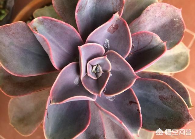 紫珍珠多肉植物:多肉掉叶了是什么原因？怎么处理？