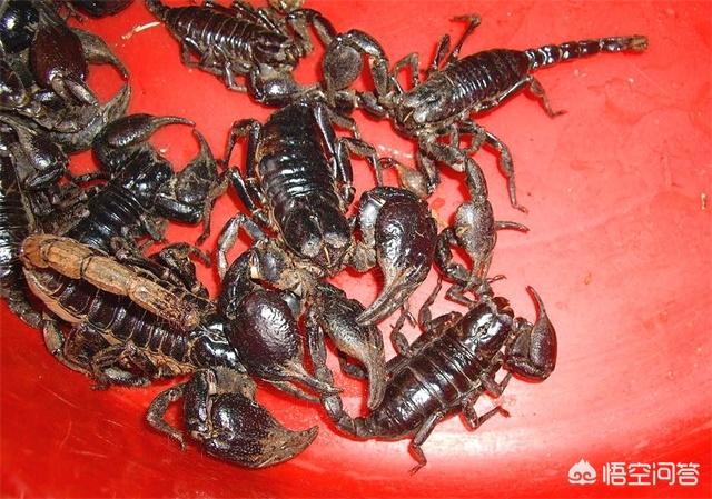 非洲帝王蝎vs彼得异蝎:法布尔解开了“白蝎自杀之谜”，谜底究竟是什么？