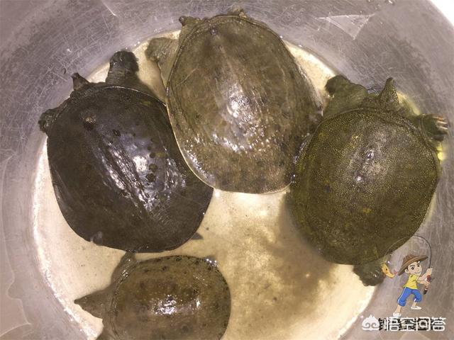 土王八吃什么:甲鱼一般在什么时候吃食？