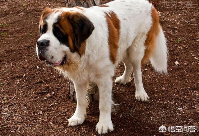 超大型犬品种排名:最忠诚聪明的大型犬有哪些？ 狗的品种大型犬排名