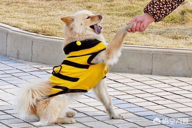 狗狗训练百科道客巴巴:技能狗狗要经过什么样的训练？