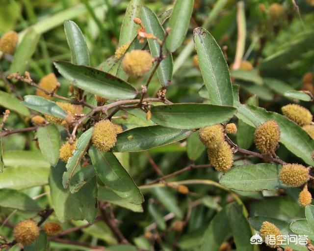 “山芝麻”有什么用？