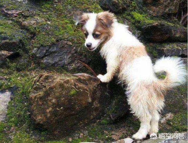 蝴蝶犬会看家吗:为什么说养狗不养蝴蝶犬？