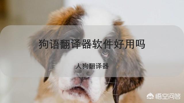 狗语翻译器效果如何:狗狗的翻译器管用吗现在？
