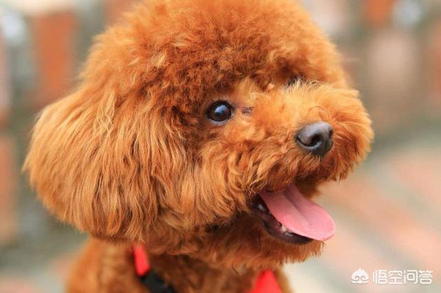 一个月贵宾犬图片欣赏:黑色贵宾犬图片欣赏 一个月大的贵宾犬该怎么照顾合适呢？