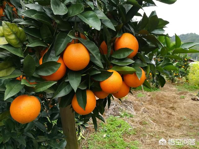 橙子能降低胆固醇吗，为什么说常吃赣南脐橙可降低胆固醇