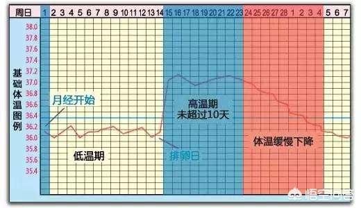 女性月经周期计算表，孕周期怎么算以B超还是末次月经为准