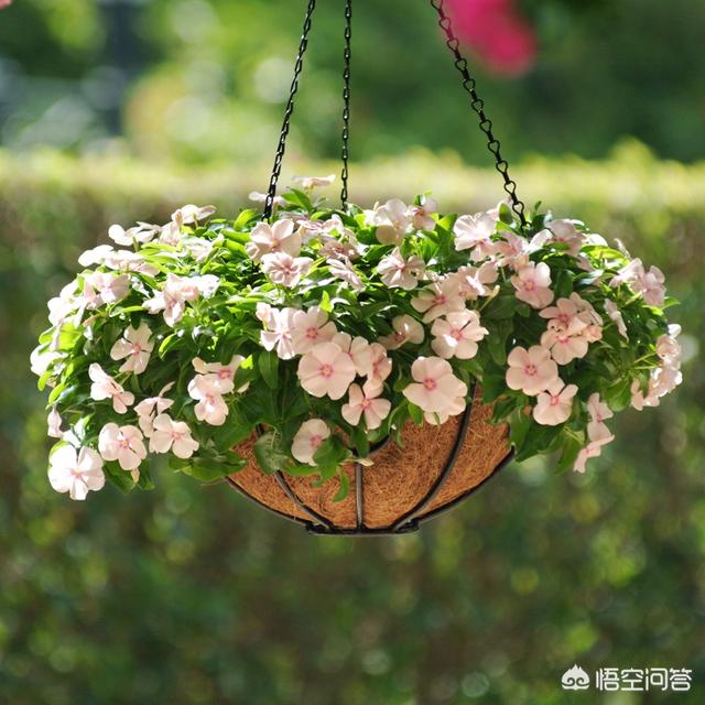 长春花怎么养(长春花怎么养爆盆)