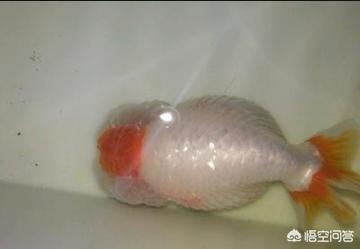 龙鱼炸鳞好恶心:红鱼炸鳞肚子大怎么回事？