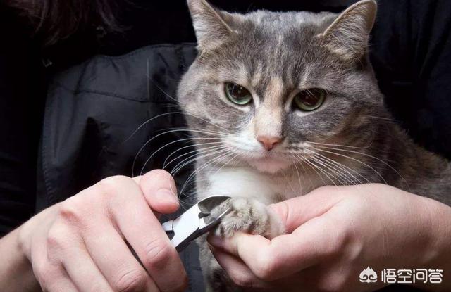 铲屎官应如何给猫咪剪指甲，给猫咪剪指甲不配合，害怕吹风机，可以改善吗？