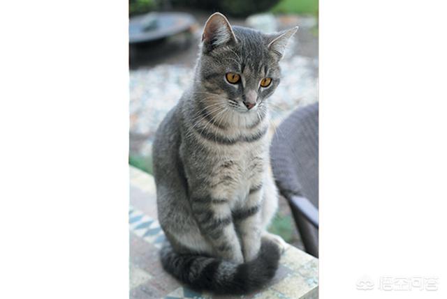 黑猫用尾巴来撒娇:黑猫用尾巴来撒娇漫画全集免费 当猫咪跟你撒娇时，你的心情是怎样的？