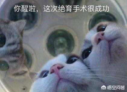 猫发情 叫声:俗称的“猫叫春”是什么？