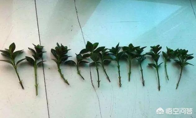 盆景植物金鱼草怎么养:怎么种植金鱼草？金鱼草有什么药效？