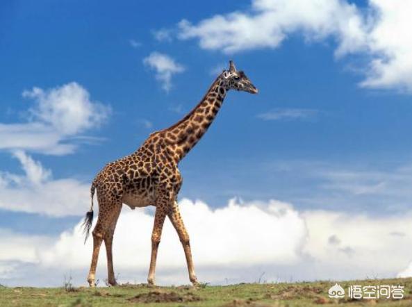 世界之最大全100动物，世界上最“高”的动物是哪些