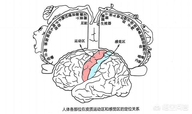 大脑分区,大脑和小脑的区别是什么？