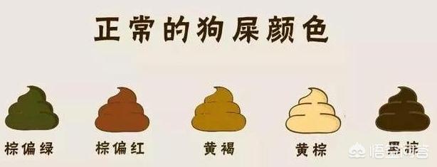 狗狗健康检查包括哪些:不想总带狗狗上医院体检，日常怎么观察狗狗是否保持健康呢？