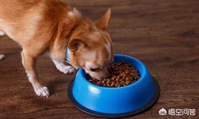 世界上打架最凶猛的狗排名:哪些狗狗单挑能力最厉害呢？ 世界最凶猛的狗排名第一