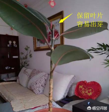 橡皮树图片:怎样让橡皮树常年碧绿？叶片紧凑一点？