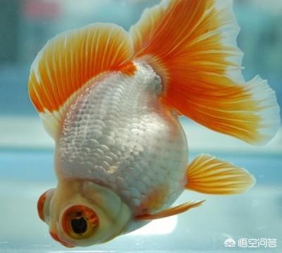 金鱼身上长白点怎么才能好:金鱼得了白点病，空鱼缸怎么消毒？ 金鱼身上长白点怎么回事