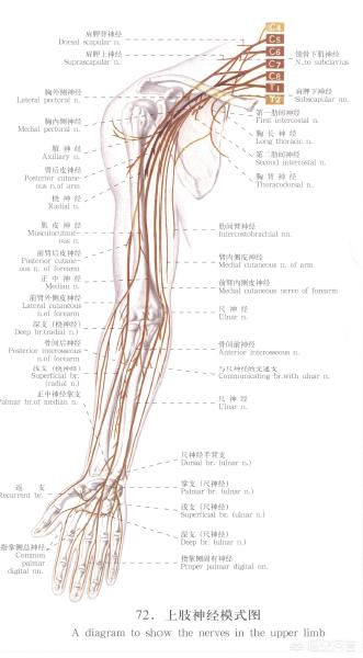 莱姆病症状:腰椎压缩性骨折压缩了神经手会麻吗？