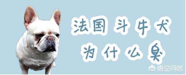 法国斗牛犬吧:法国斗牛犬哪些部位会发臭？如何预防？