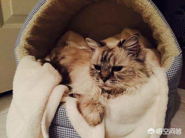 柯尼斯卷毛猫暹罗猫:柯尼斯卷毛猫掉毛吗，猫咪掉毛正常吗？ 柯尼斯卷毛猫和德文卷毛的繁育