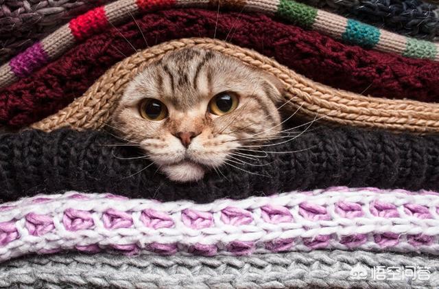 柯尼斯卷毛猫暹罗猫:柯尼斯卷毛猫掉毛吗，猫咪掉毛正常吗？ 柯尼斯卷毛猫和德文卷毛的繁育