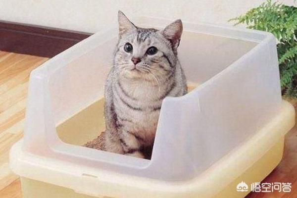 猫咪血尿可自己好么:加菲猫尿尿出血可以治愈吗？