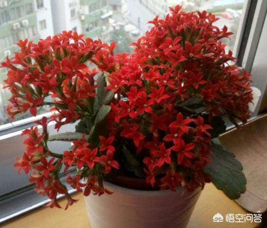 长寿花的繁殖方法大全:长寿花的叶子怎样才能养的如同手掌一样大？