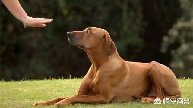 最好的家庭护卫犬:小型家庭护卫犬 哪些狗可以悍不畏死的保护自己的主人？为什么？