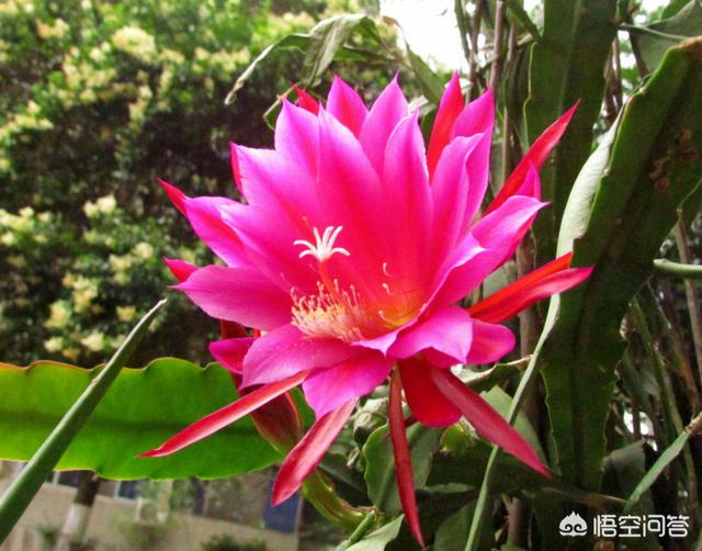 令箭荷花花芽:令箭荷花的施肥方法，附用什么肥合适？