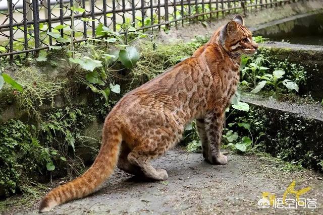 二十年前太行山区有种动物俗名"土豹子",请问这"土豹子"是豹子吗?