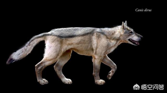 马士提夫獒犬:动物史上有没有出现过顶尖犬科搞得过猫科的？
