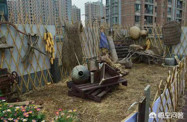 济南东大宠物兔养殖场:请问在农村放养家禽可以吗？