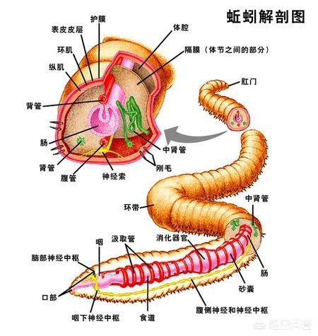 人类繁殖的方式太恶心了，科学家曾研究人类的单性繁殖，现如今结果怎么样了