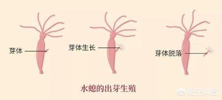 科莫多巨蜥的口水:在你的童年里有哪些坑钱的动漫玩具？
