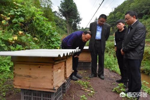 关于蜜蜂的知识有哪些:农村生活太闲，想养几群蜜蜂取蜂蜜，如何开始养呢？