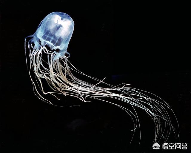有毒的水母是什么样子的？