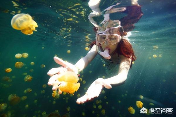 海月水母快死的征兆:有毒的水母是什么样子的？