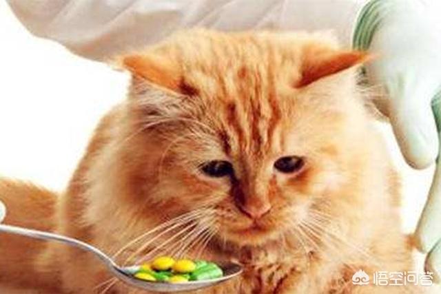 猫 心丝虫 检测:猫心丝虫检测 问，猫哮喘是什么季节高发期多？