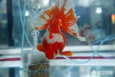 水族冷水机:家里停电了鱼缸没了增氧怎么办？