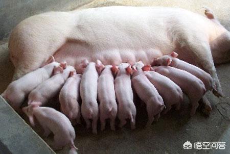 猪的伪狂犬病的症状:6天的小猪突然不吃奶，呕吐，呼吸急促，趴着倒退是什么病？