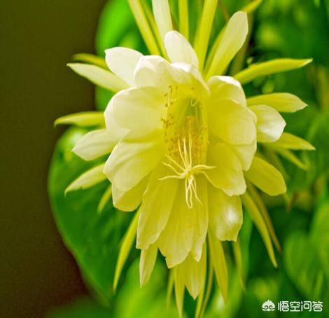 假昙花与昙花的区别:假昙花怎么养假昙花的养殖方法？