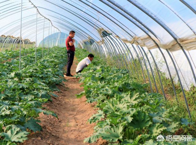 头条问答 笋瓜的品种有哪些 在栽培时需要注意什么问题呢 铭芳的农村生活的回答 0赞