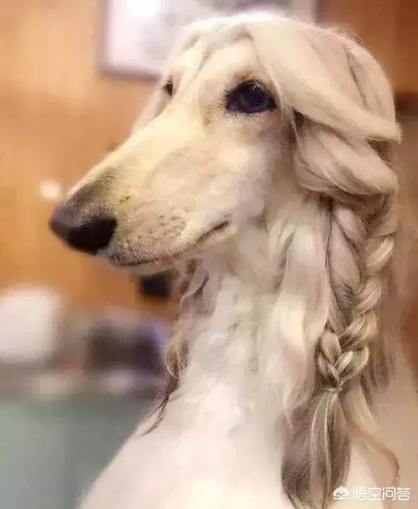 阿富汗猎犬多少钱:阿富汗猎犬多少钱一只 阿富汗猎犬为何被称为时尚界的宠儿？