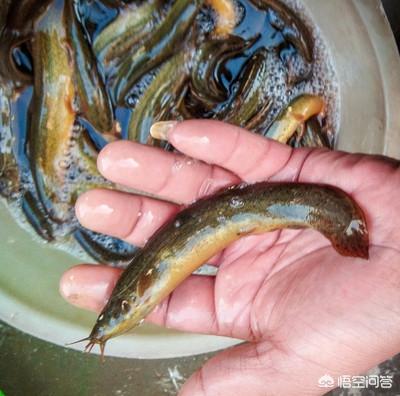 苦力泥鳅好不好:为什么路亚讨厌用泥鳅，泥鳅能钓鱼吗？