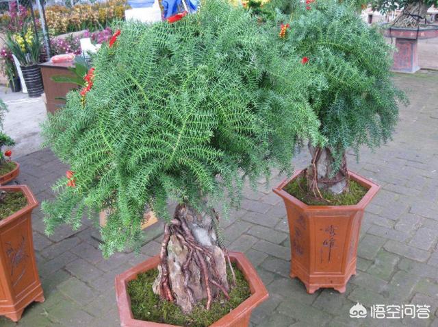 花卉南洋杉类观赏盆裁:盆栽澳洲杉可以在室外越冬吗？要注意什么？
