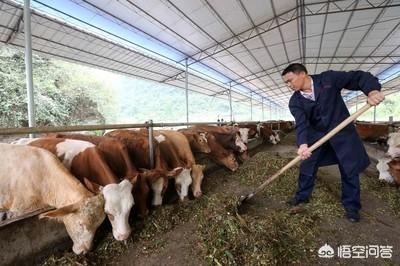 反刍动物营养大会:圈养肉牛如何补充维生素？